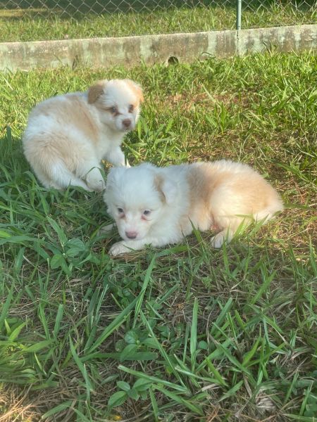 DEIXE NOSSOS BORDERS FAZEREM PARTE DA SUA FAMÍLIA CÃES LINDOS E CRIADOS POR MÉDICA VETERINÁRIA