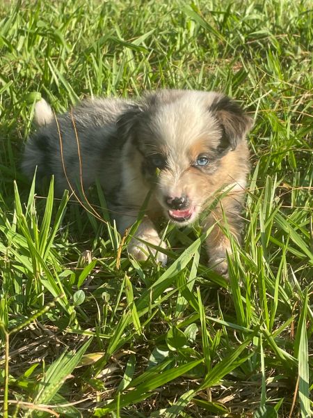 DEIXE NOSSOS BORDERS FAZEREM PARTE DA SUA FAMÍLIA CÃES LINDOS E CRIADOS POR MÉDICA VETERINÁRIA