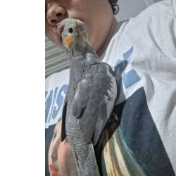 Calopsita Cinza CA Macho Mansa Pet