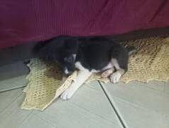 Filhote De Cachorro Adorvel