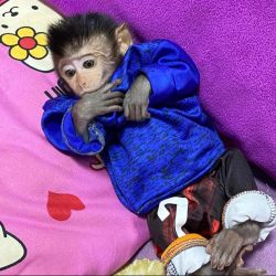 Ador�veis Macacos-prego