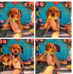 Dois Machinhos De Basset / Dachshund Caramelo