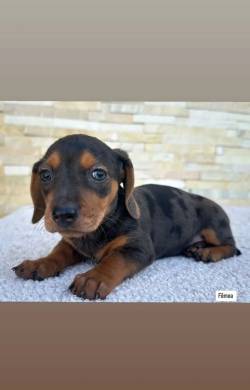 Dachshund - F�meas - Arlequim - Reserva