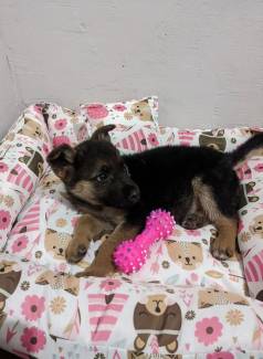 Filhote De Pastor Alem�o Dispon�vel!