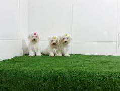 - Malt�s Mini - Macho E F�mea Pronta Entrega -