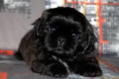 Filhotes All Black Shih Tzu Femeas Pretas