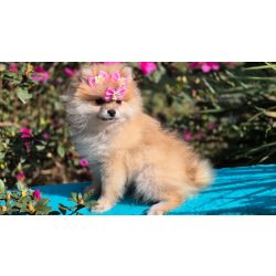 Spitz Alem�o Filhotes Curitiba