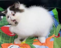 Gato Persa Com Pedigree