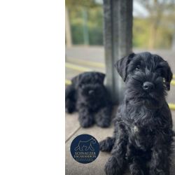 Schnauzer miniatura preto