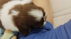 Vendo Filhote De Shihtzu