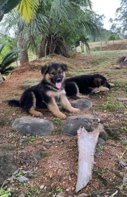 Filhote Pastor Alem�o