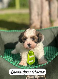 Machinhos Dispon�veis Filhotes De Lhasa Apso