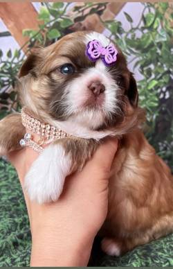 Filhotes Shih Tzu - F�meas