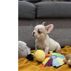 Menino Bulldog franc�s mini