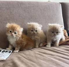Persa ( Bolinhas De Pelo )