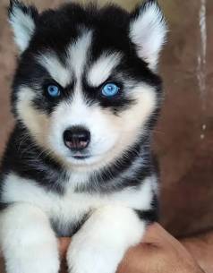Husky Siberiano Filhote