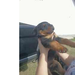 Leg�timos Filhotes de Rottweiler