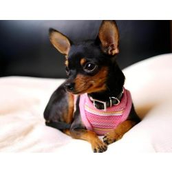 Compro Pinscher ou Chihuahua