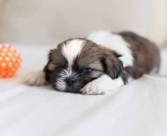 Shih Tzu Macho E F�mea