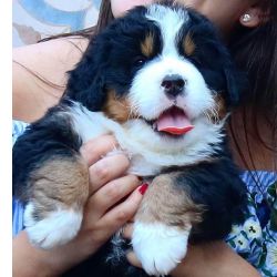 Belissimos Filhotes de Bernese Mountain