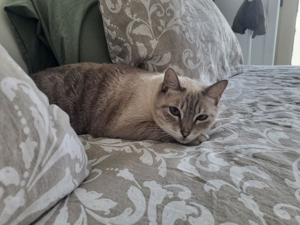 Procura-se gatinho Susão