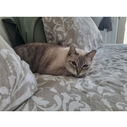 Procura-se gatinho Suso