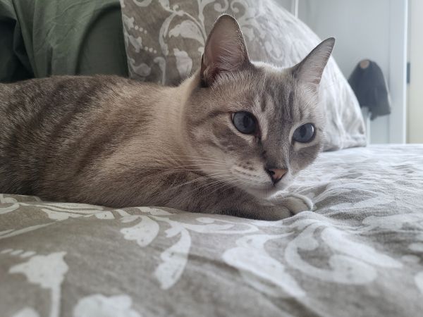 Procura-se gatinho Susão