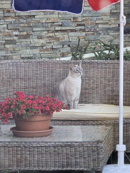 Procura-se gatinho Susão