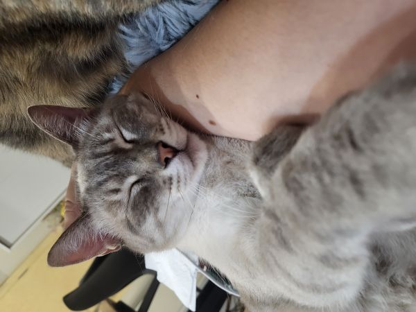 Procura-se gatinho Susão