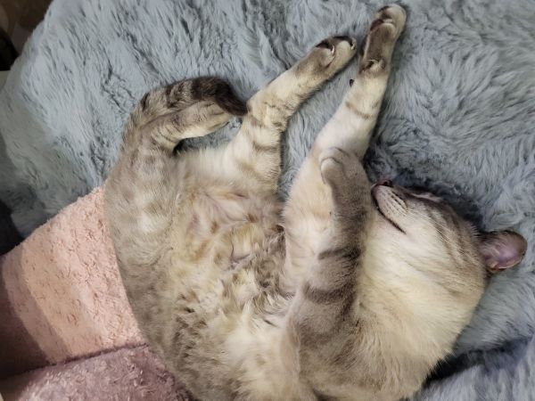 Procura-se gatinho Susão