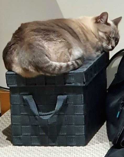 Procura-se gatinho Susão