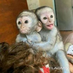 Ador�veis Macacos-prego