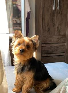 Procuro Yorkshire F�mea Pra Cruzar