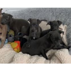Excelente ninhada de cachorros Galgo Italiano