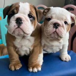 Lindos cachorrinhos Bulldog Ingl�s