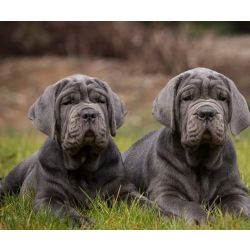 Cachorros Mastim Napolitano com lop