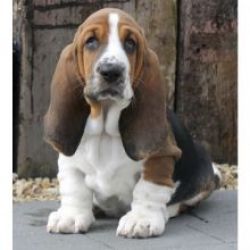 Muito meigos cachorros Basset Hound