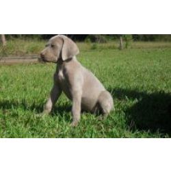 Weimaraner disponveis