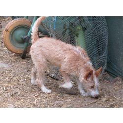 Podengo Portugus Mdio Cerdoso com LOP Pedigree