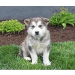 Muito meigos cachorros Malamute do Alaska