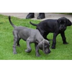 Excelente ninhada de cachorros Dogue Alem�o