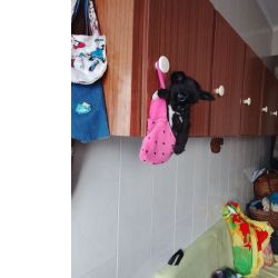 Chihuahua femea mini