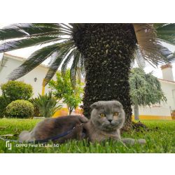 Gata Scotish Fold procura Gato Scotish Straight para Acasalamento