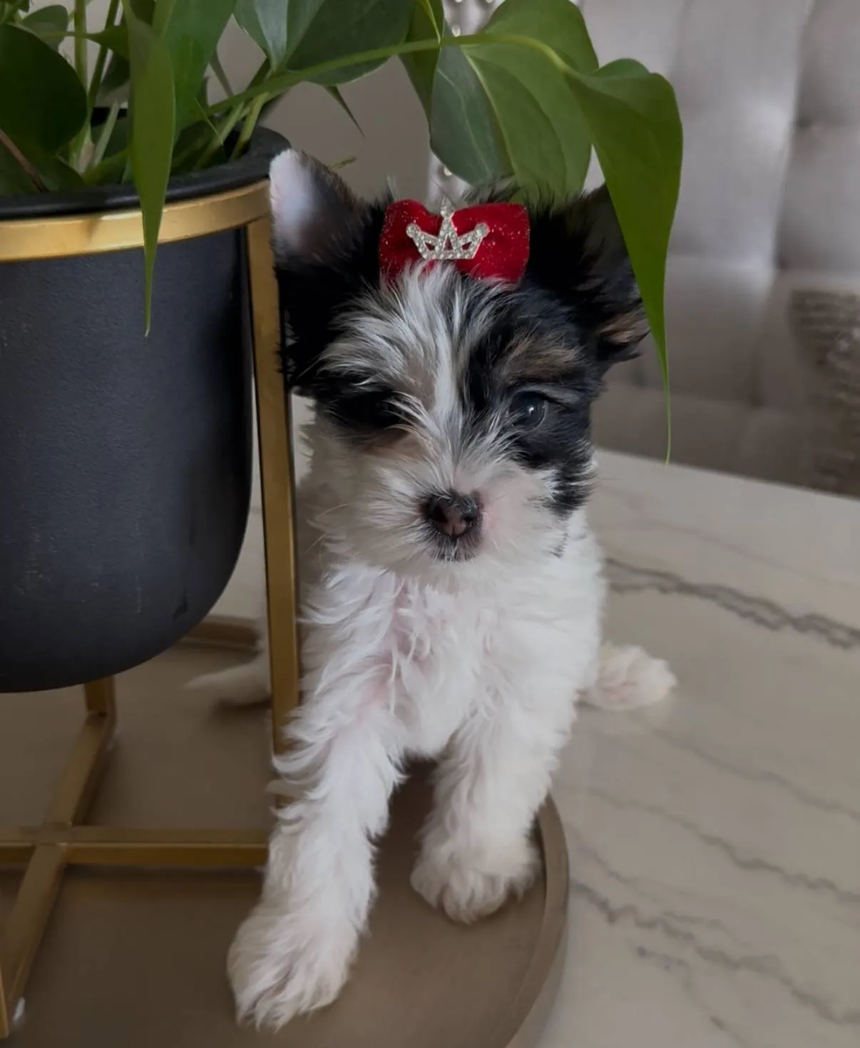 Biewer Yorkshire A La Pom Pom