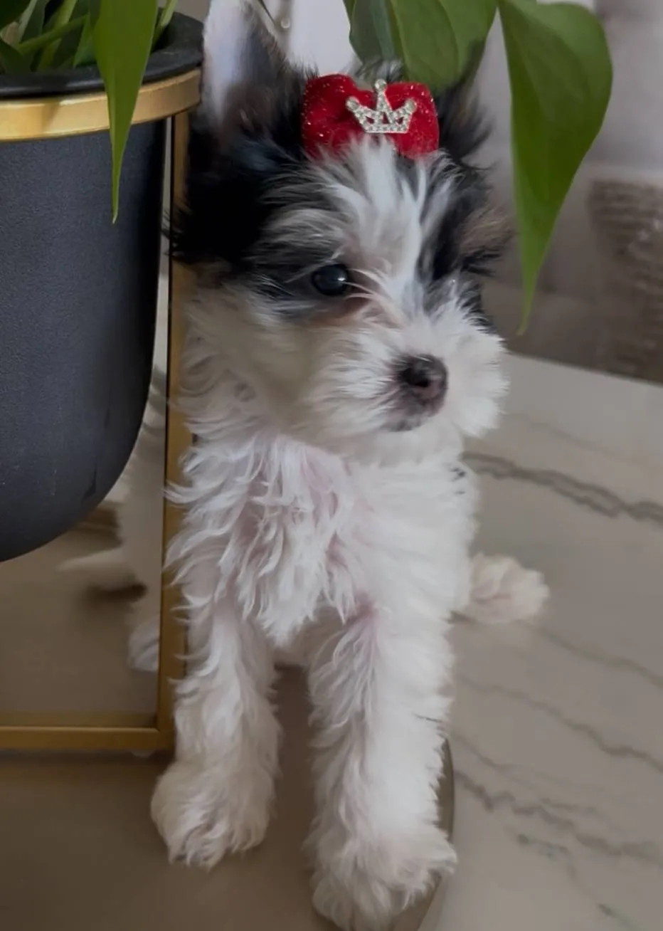 Biewer Yorkshire A La Pom Pom