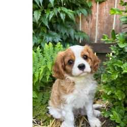 Cavalier King Charles Spaniel