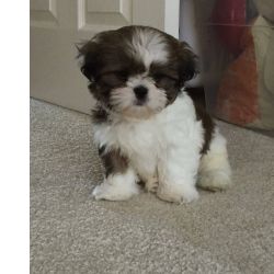 Shih-tzu