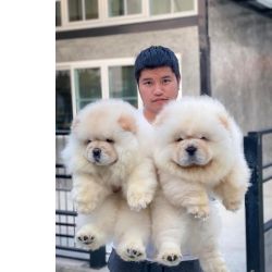 Maravilhosos Chow Chow muito meigos