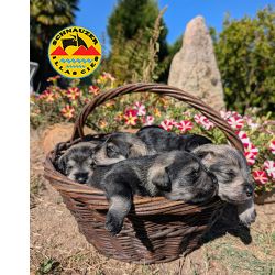 SCHNAUZER MINIATURA SAL E PIMENTA