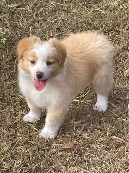 Filhotes de border collie